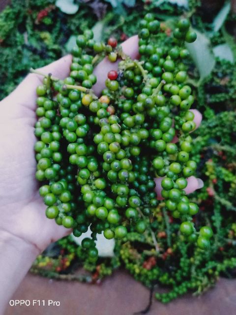 1Kg HẠT  TIÊU KHÔ Đăk Lăk, TIÊU NHÀ TRỒNG chuẩn sạch, an toàn