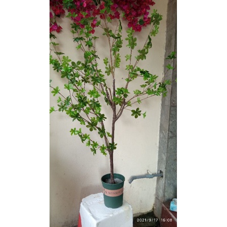 Cây giả- cây Thạch Nam trang trí nhà cửa cao 1,4 met  -1,8 met