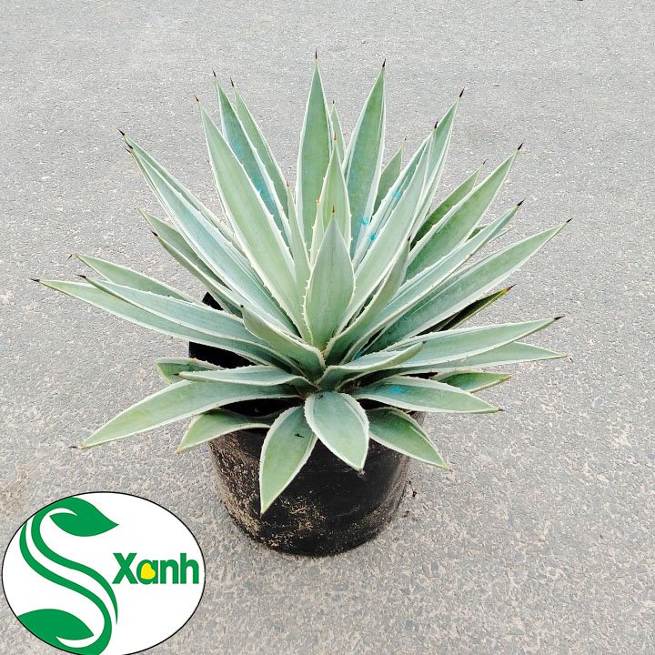 Cây Dứa Agao Trồng Sân Vườn