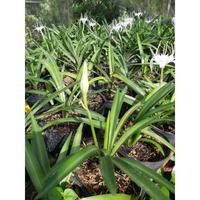 Cây Hoa Ngải Bà Chúa Xiêm