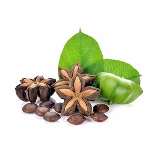 HẠT  SACHI RANG MỘC (HẠT SACHI)