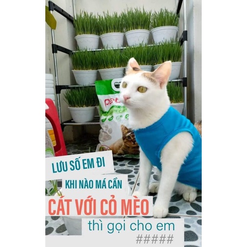 Cỏ Mèo Tươi Trồng Sẵn  - Mpets