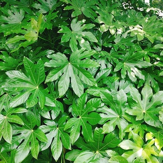 HẠT GIỐNG THẦU DẦU (xanh/ tía/ mix)  - 10 Hạt/ gói