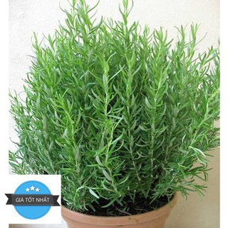 10h Hạt Giống Hương Thảo Rosemary