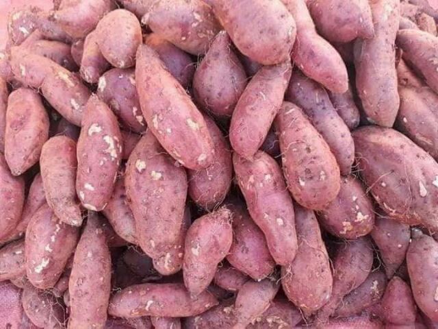 1kg khoai lang nhật quê siêu bở.