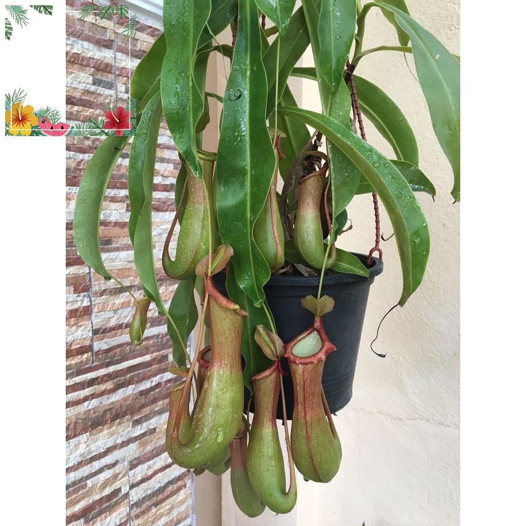 Green Garden -- Hạt giống cây nắp ấm ! o.Ô >< .