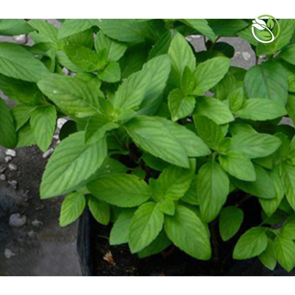 Hạt Giống Húng Thơm Trắng/ Rau Quế Trắng  Phú Nông - Gói 1g