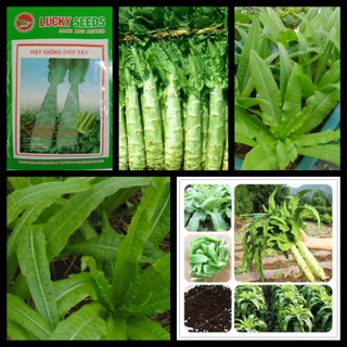 Cung Cấp Hạt Giống Diếp Tây Đà Lạt(1 gr) hạt đẹp