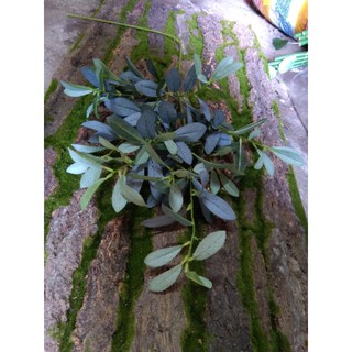 cành lá oliu 10 nhánh