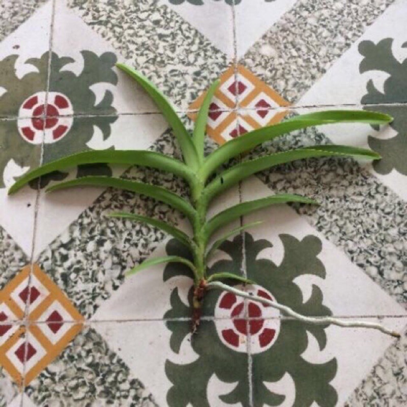 lan mokara đỏ cây giống