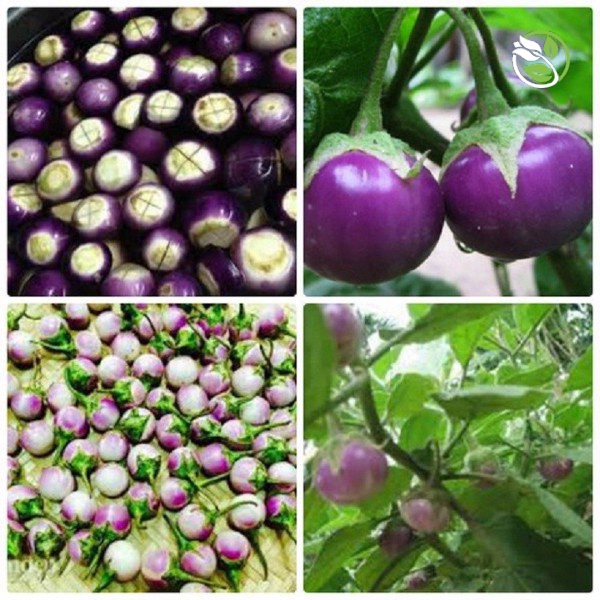 Hạt Giống Cà Pháo Tím Cao Sản 125 Phú Nông - Gói 0.5g - Eggplant Violet Ball