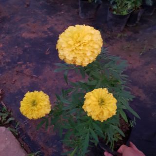 Hạt giống cúc vạn thọ