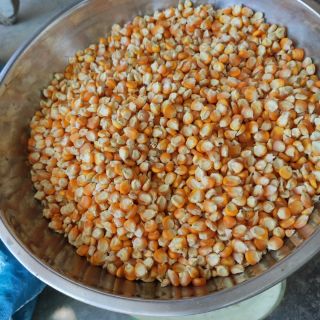 500g Hạt Bắp (Ngô) cao sản cho Gia súc gia cầm