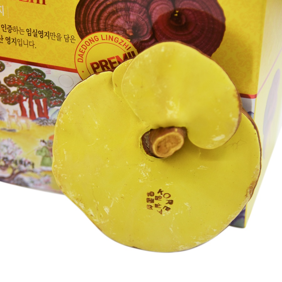 Nấm Linh Chi Nguyên Tai DAEDONG GINSENG 500-1000g