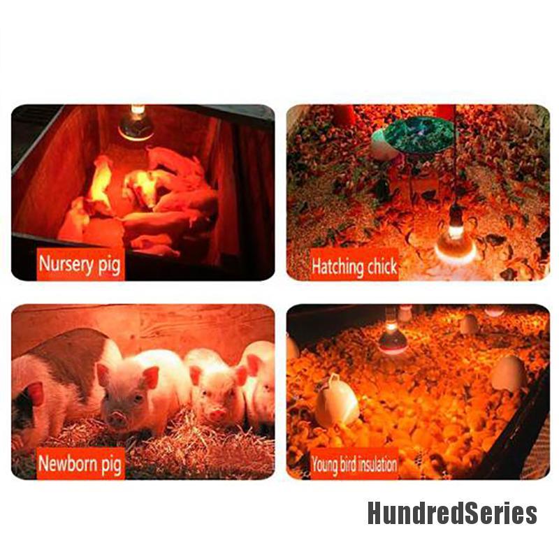 Đèn LED sưởi tia hồng ngoại giữ nhiệt trong chăn nuôi heo gà tiện dụng