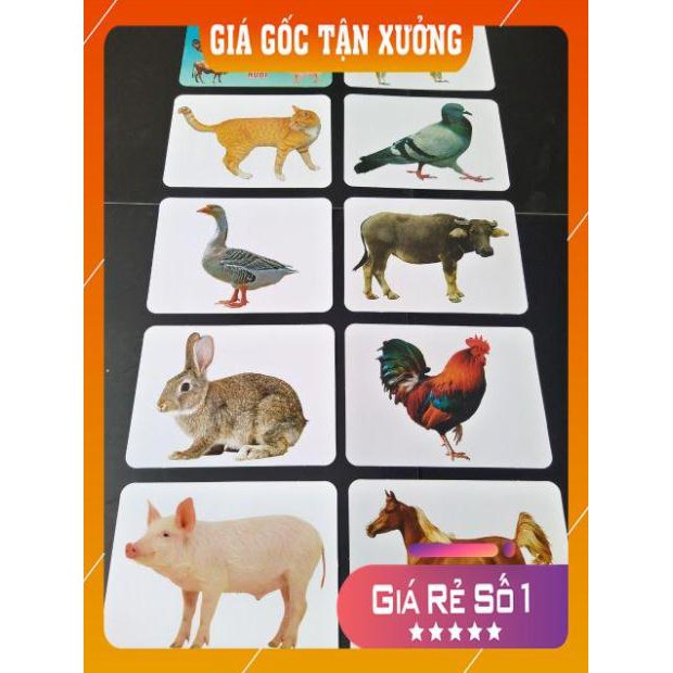 [RẺ VÔ ĐỊCH] Bộ Thẻ Học Thông Minh 18 Chủ Đề TGXQ loại to song ngữ tiếng Anh cho bé từ 0-6 tuổi