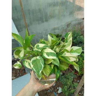 trầu bà thủy sinh