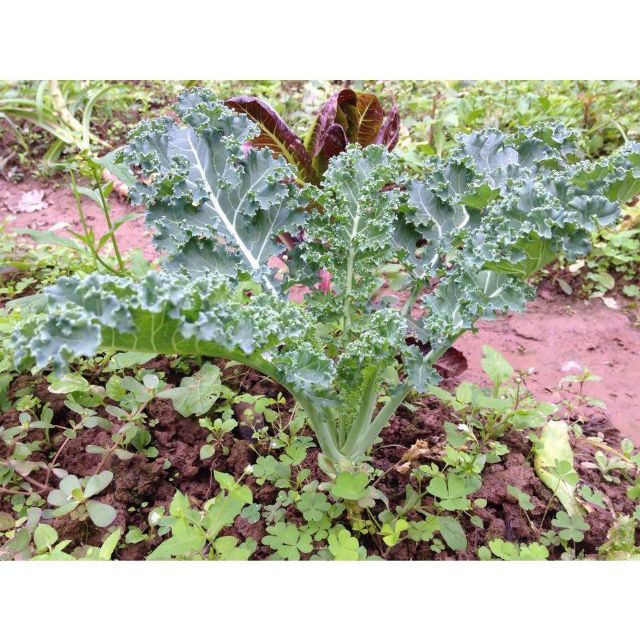 Hạt giống Cải Xoăn Xanh 0,5gram khoảng 10 hạt Hạt Giống Rau cải xoăn xanh Kale 20 hạt