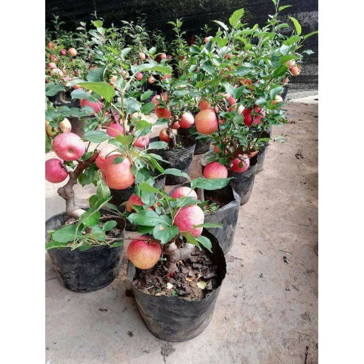 Hạt Giống Táo Lùn Đỏ  -  - Qủa Ngọt, Dinh Dưỡng