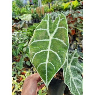Alocasia watsonniana