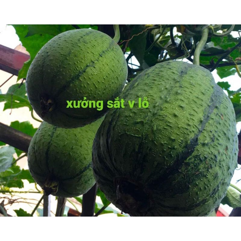Khung kệ sắt trồng rau sạch 2 tầng dùng cho 10 khay trồng rau kích thước khay 67x42cm