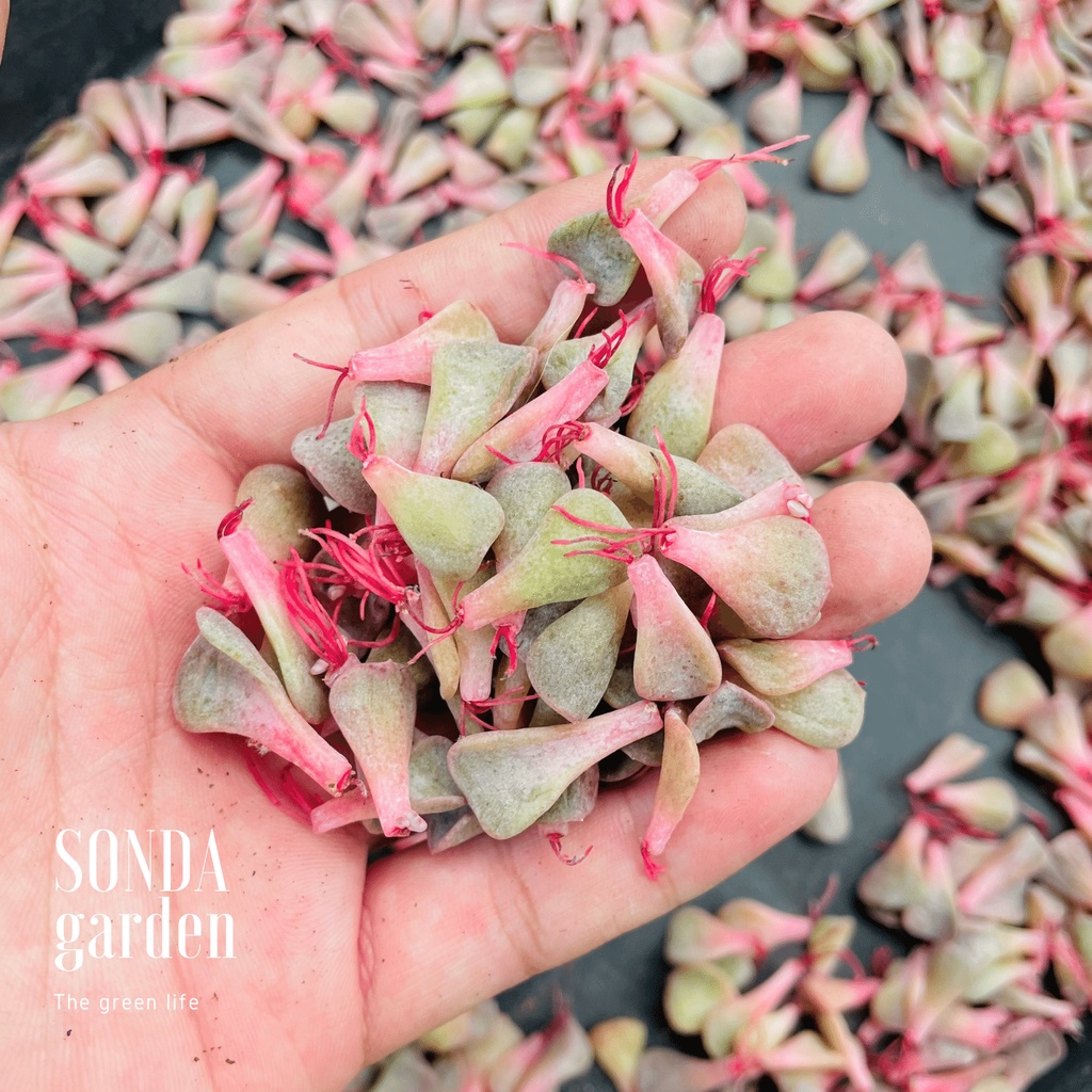 Mầm sen đá 40 lá mầm các loại SONDA GARDEN siêu dễ ươm, cây cảnh trang trí nhà cửa, lỗi 1 đổi 1