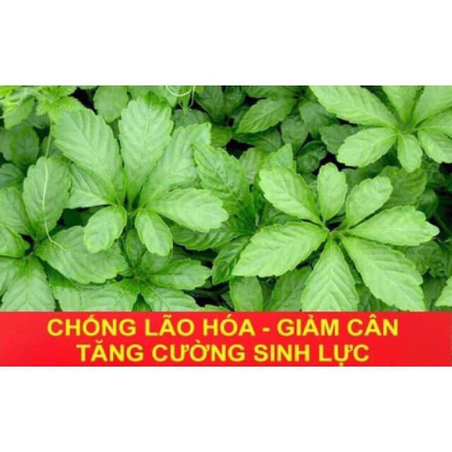 Giảo cổ lam loại 5 lá - 500g