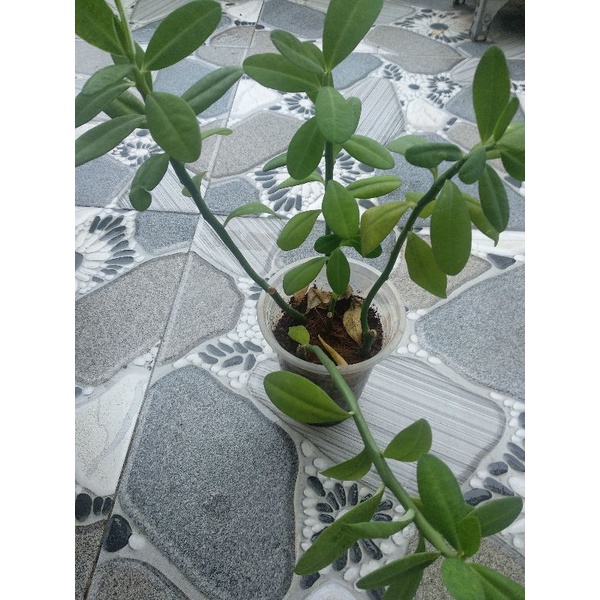 Cây Thạch Anh có rễ và ngọn (trồng từ đoạn)