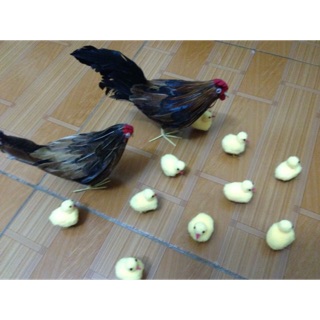 căp trống mái và 10 gà con