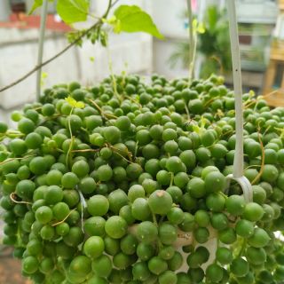 Sen đá giọt nước