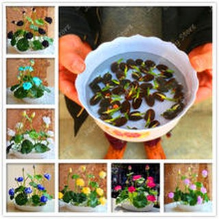 100 Hạt giống sen nhật mini 8 màu