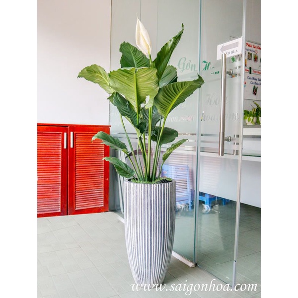 Chậu Lan Ý Mỹ lá to