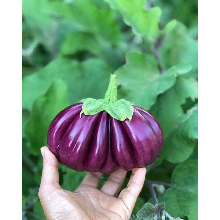 30H - #Hạt_Giống_Cà_Tím_Khía ( tặng kèm kích mầm và phân bón )