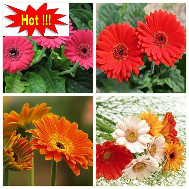 Gói 30 HẠT GIỐNG HOA ĐỒNG TIỀN CAO MIX MÀU