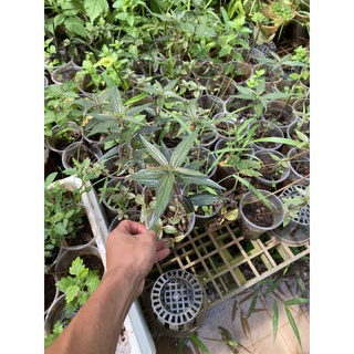 cây cỏ dòi thân tím (cây bọ mắm thân tím,cây thuoc dòi thân tím )