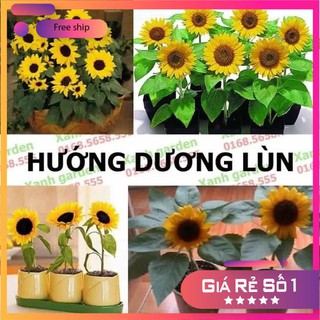HOA HƯỚNG DƯƠNG LÙN dễ trồng ( 30 hạt) LUCKY.VN