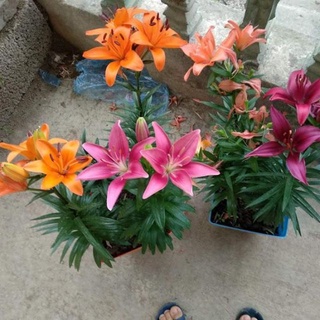 Củ ly lùn thơm hà lan nhiều màu