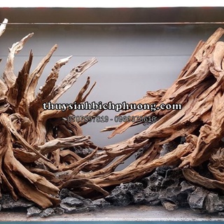 1KG LŨA SĂN ĐÁ - LŨA SẦM ĐỎ - SETUP - TRANG TRÍ - TẠO LAYOUT CHO HỒ CÁ THUỶ SINH
