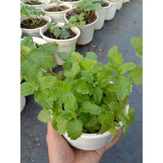 Cây Bạc hà Sả Chanh _ LEMON BALM 💪