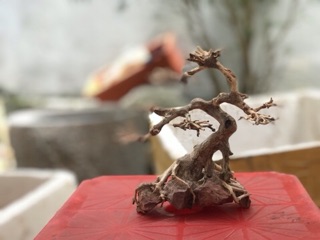 Cây bonsai D20xc20 cho bể cá thuỷ sinh