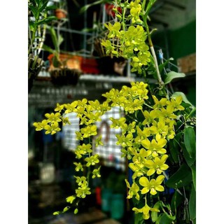 Hoa lan denro vàng chanh - cây lớn