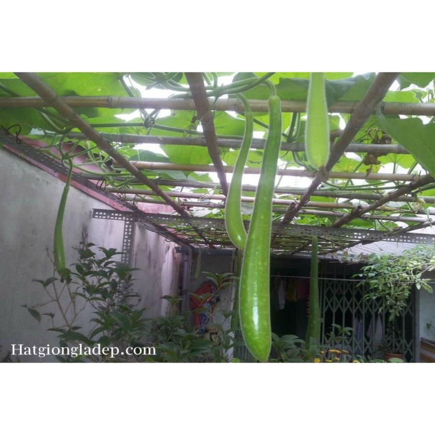 Hạt Giống Bầu Sao Dài F1 -10 Hạt
