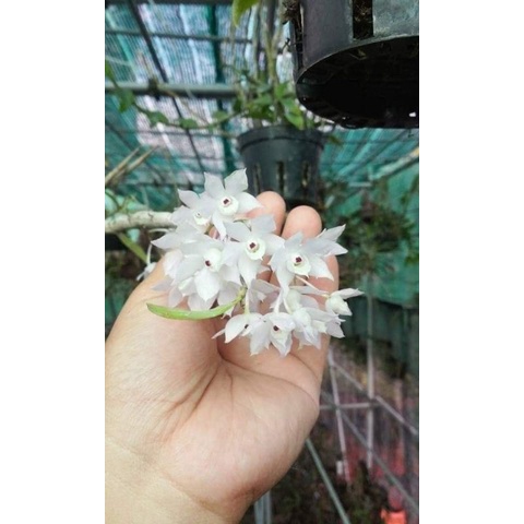 Thập hoa 35k 1 bó