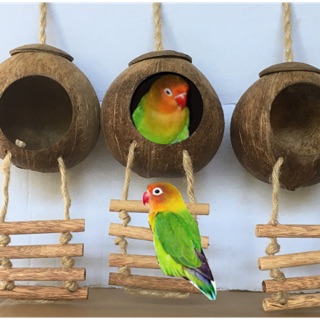 Tổ chim, thú gáo dừa có thang