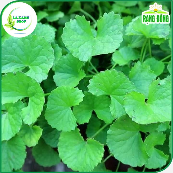 Hạt giống Rau Má Lá Nhỏ Trồng Quanh Năm, Thu Hoạch Nhiều Lần (gói 1 gram) - Hạt giống Rạng Đông