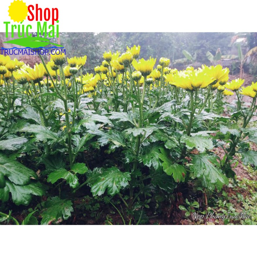 CÂY HOA CÚC VÀNG CHƠI TẾT