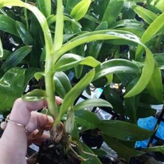 Lan giống denro màp