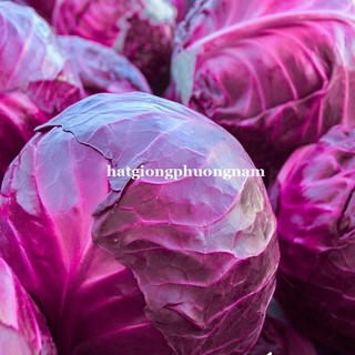 HẠT GIỐNG BẮP CẢI TÍM