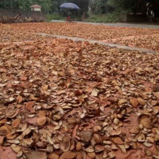 [Loại Đặc Biệt] 1kg lá tắm người dân tộc Dao đỏ đủ vị