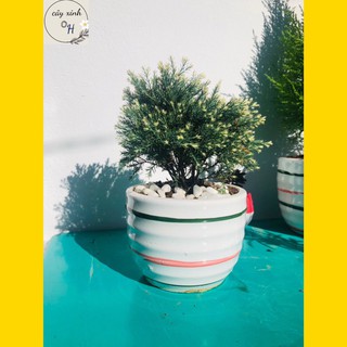 Cây Tùng Bồng Lai kèm chậu gốm mini- cây để bàn phong thủy
